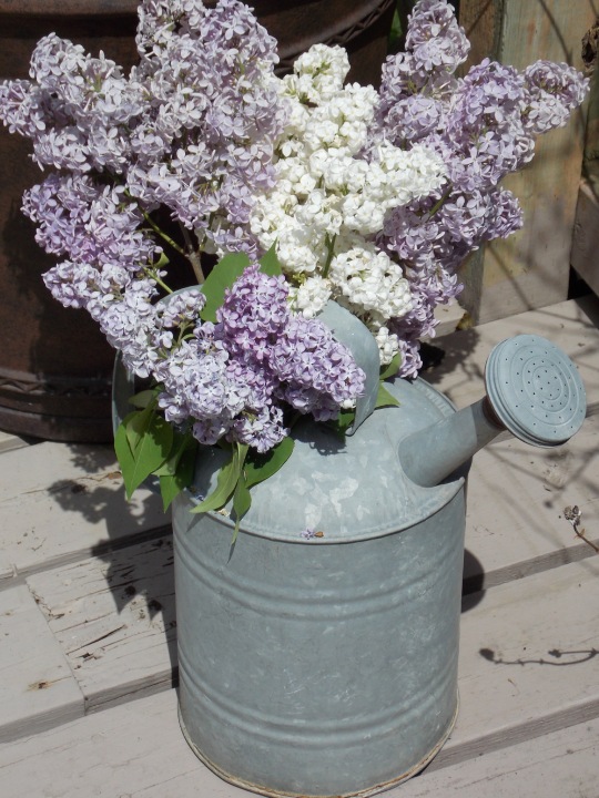 Lilacs in vintage watering can