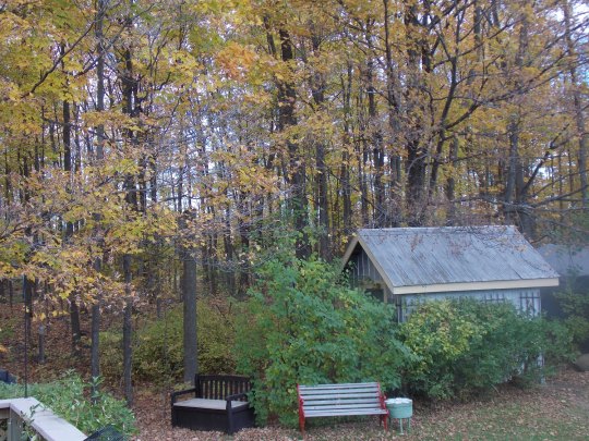 sugar maples, benches, shed