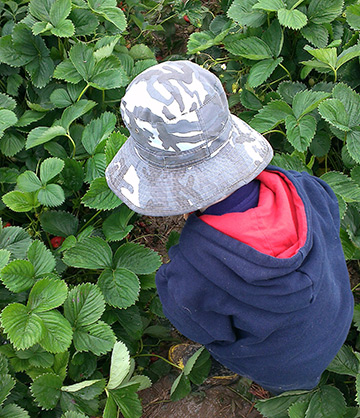Little boy, facing away from camera, squatting in strawberry plants