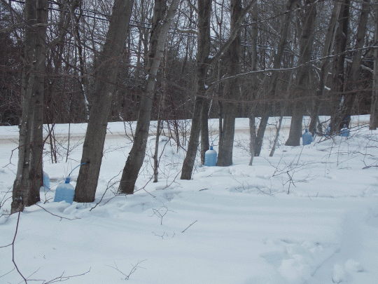 maple trees with sap buckets attached to them